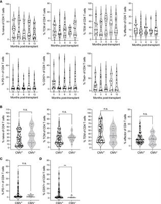 CMV-Responsive CD4 T Cells Have a Stable Cytotoxic Phenotype Over the First Year Post-Transplant in Patients Without Evidence of CMV Viremia